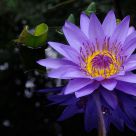 Water Lily Reflection