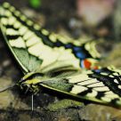 Papillon machaon