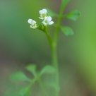 Appalachian Blossom