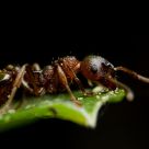 Forest Fire Ant