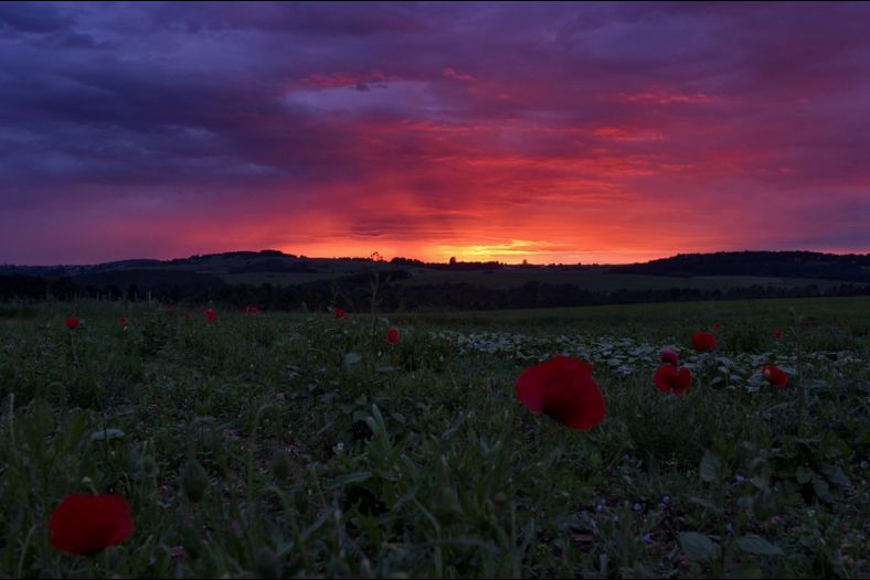 Sunset and a poppy field