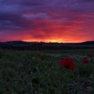Sunset and a poppy field