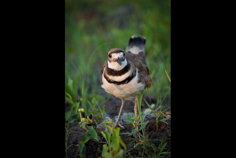 Killdeer