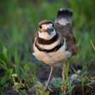 Killdeer