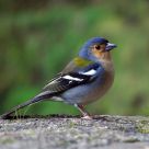 Madeira Finch