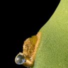 heat on a cactus