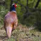 a pheasant