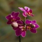 Phalaenopsis