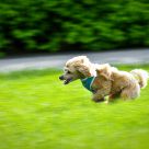 Speed