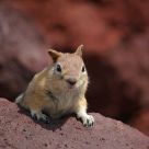 Inquisitive