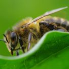 Abeille