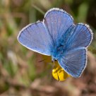 Common Blue