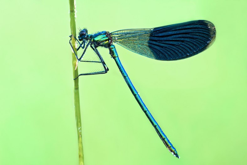 Calopteryx splendens
