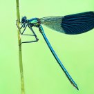 Calopteryx splendens