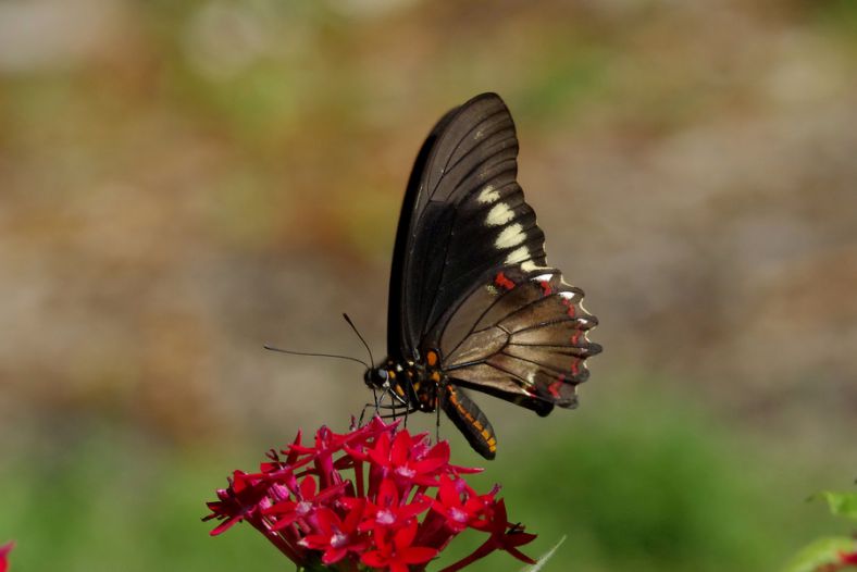 Polydamas Swallowtail