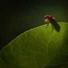 Soldier Beetle