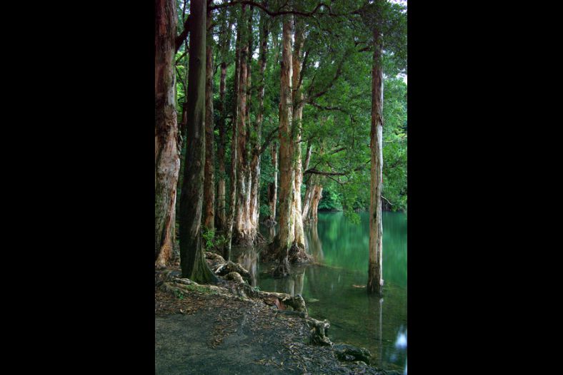 Shing Mun Reservoir