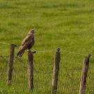 Buizerd, Buteo buteo