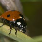 ladybug eating an aphid