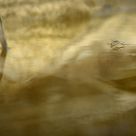 Pond Skater