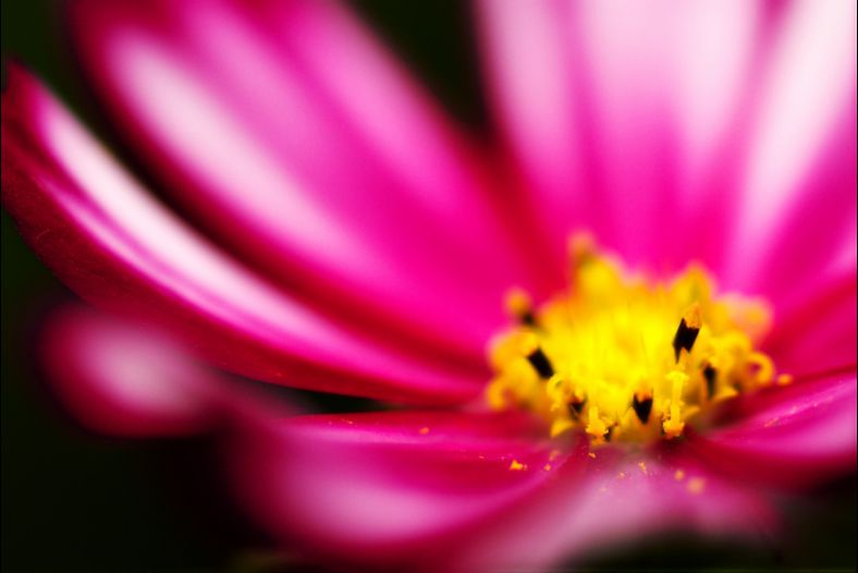 Flower Show