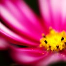 Flower Show