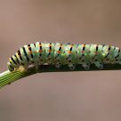 Oruga de MacaÃ³n