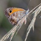Mariposa