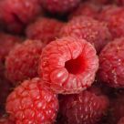 Fresh Maine Raspberries