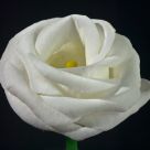 White flower