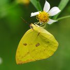 Yellow Beauty 2