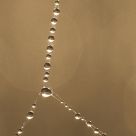 Natures Pearls