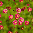 First flowers
