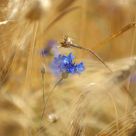 cornflower 1