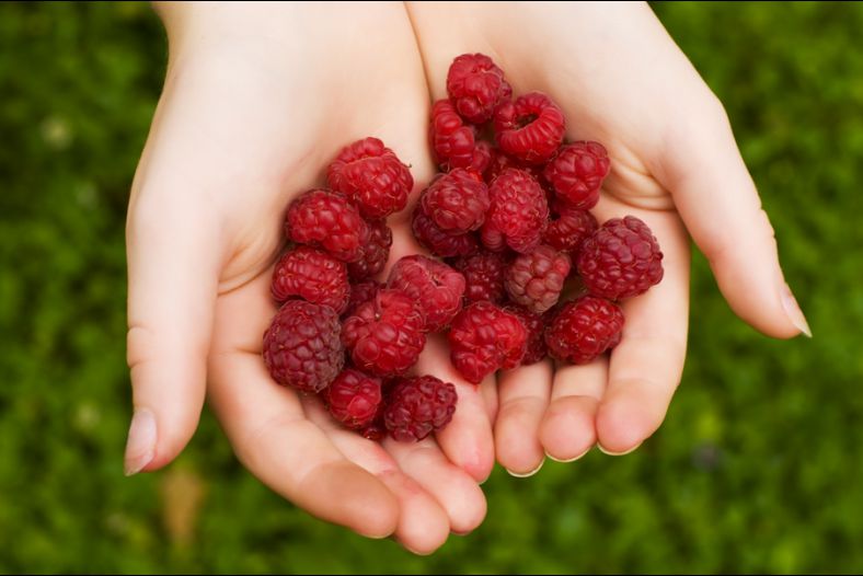A Handful of Berries