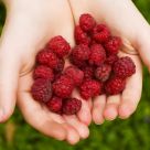 A Handful of Berries
