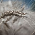 Grain