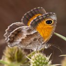 Mariposa