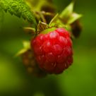 Raspberries on the Vine