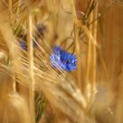 cornflower 2