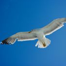 Seagull