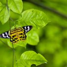Beautiful Moth
