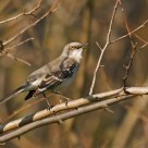 Mockingbird