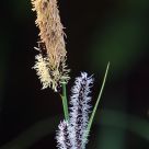 Plume