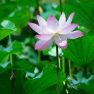 Lotusflower