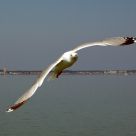 Herring Gull