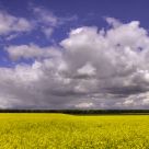 Yellow Spring