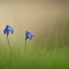 Siberian Squill