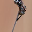 Insecto durmiendo