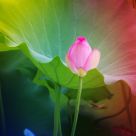 Lotus with different light 4